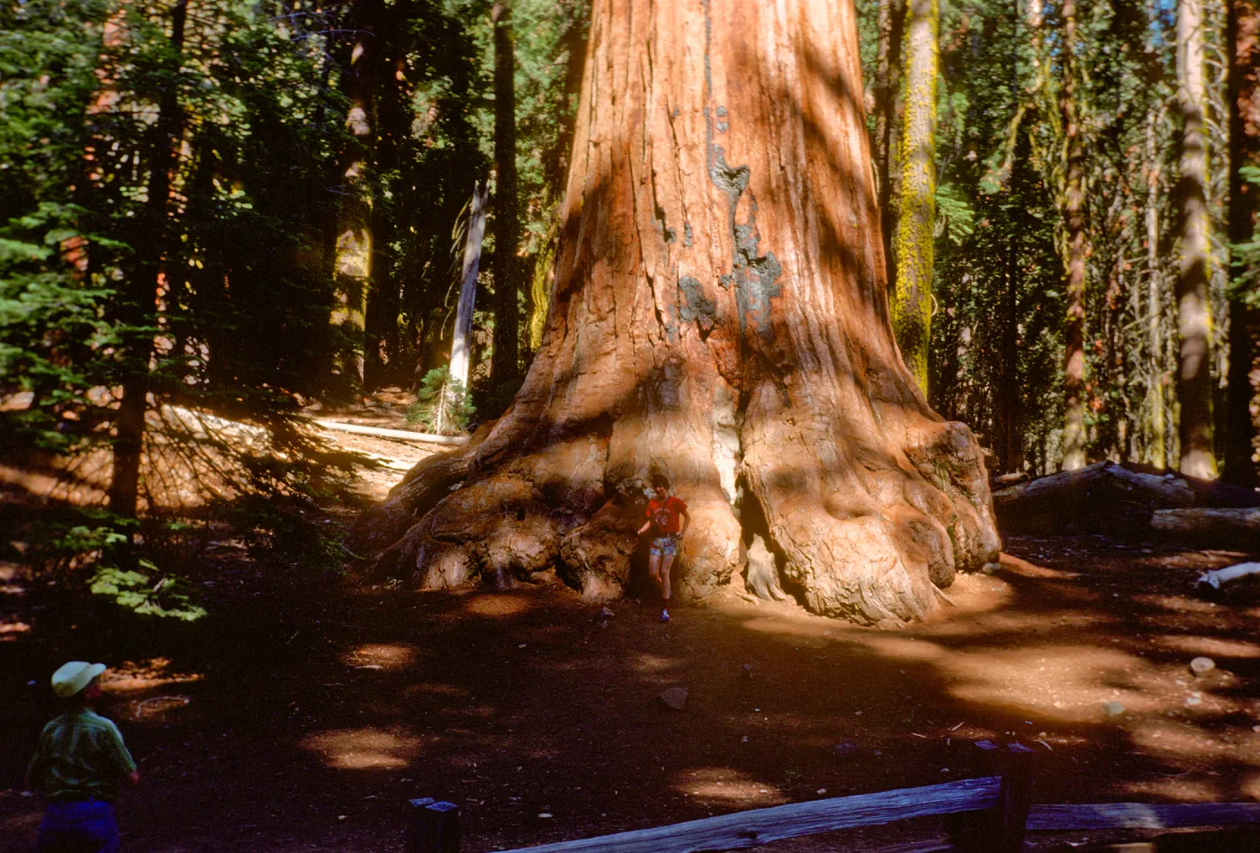 Sequoiadendron