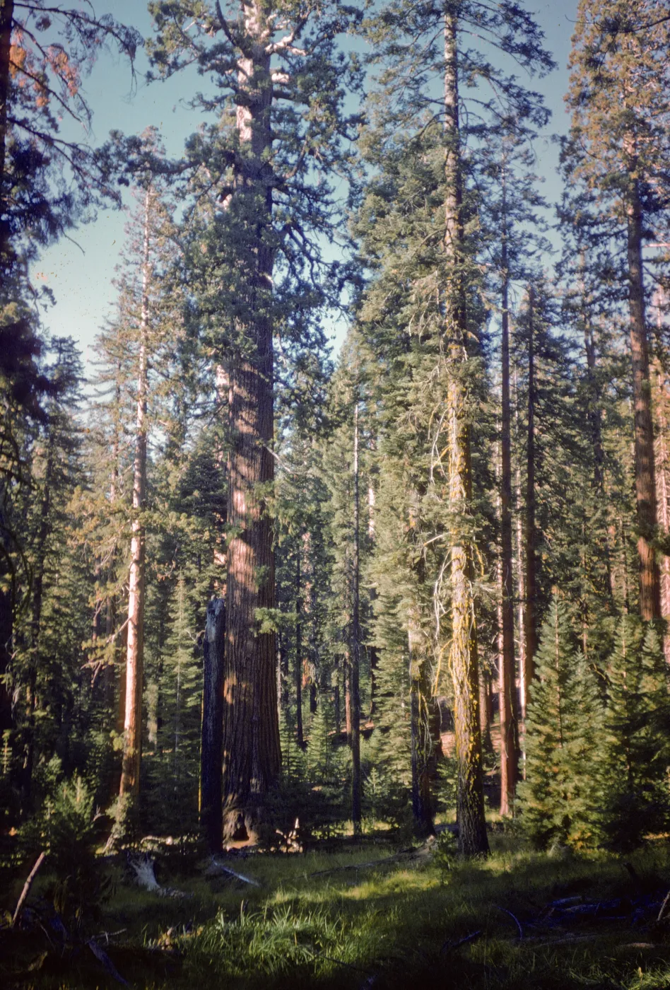 Giant sequoias