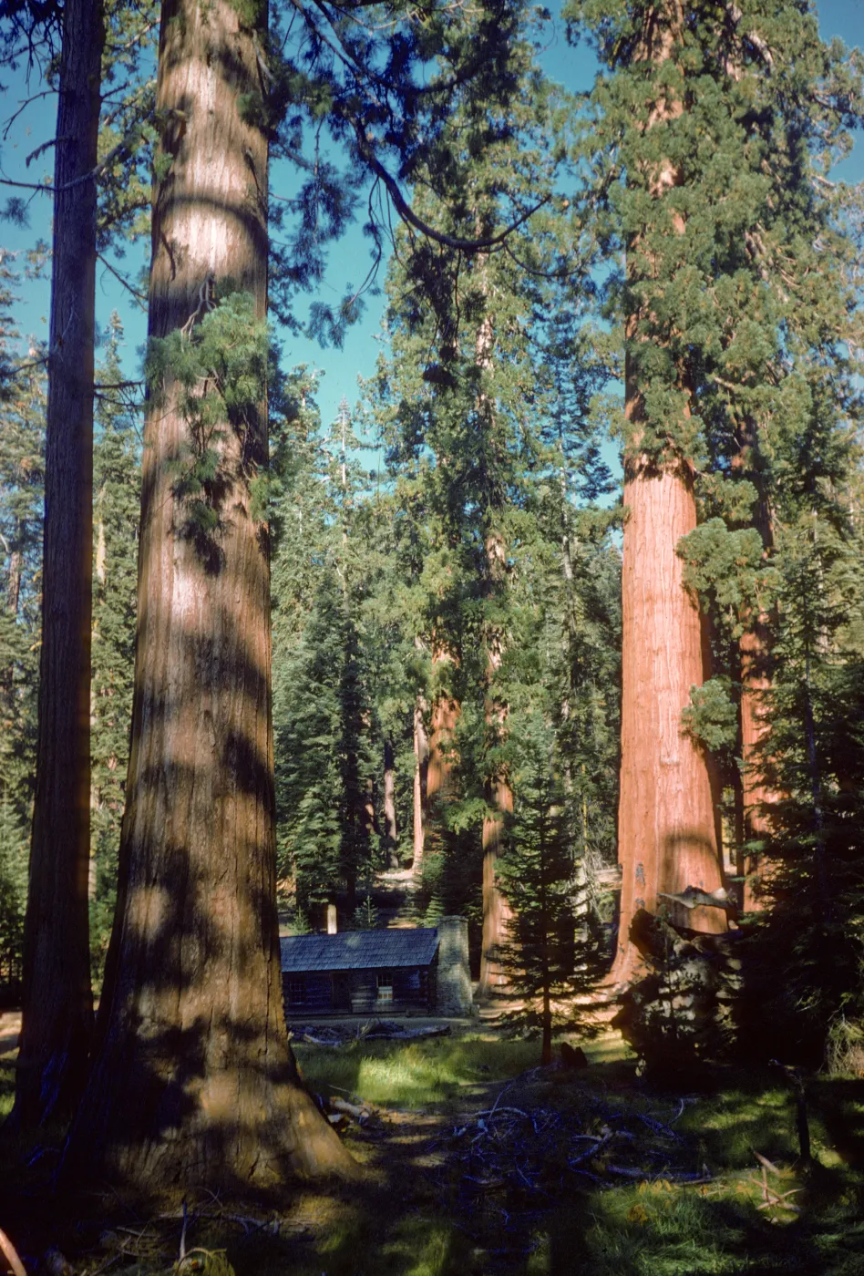 Giant sequoias