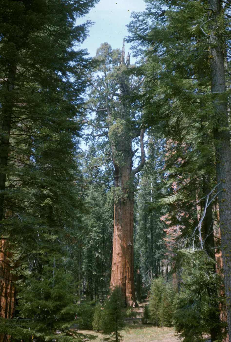 Grizzly Giant Sequoiadendron giganteum