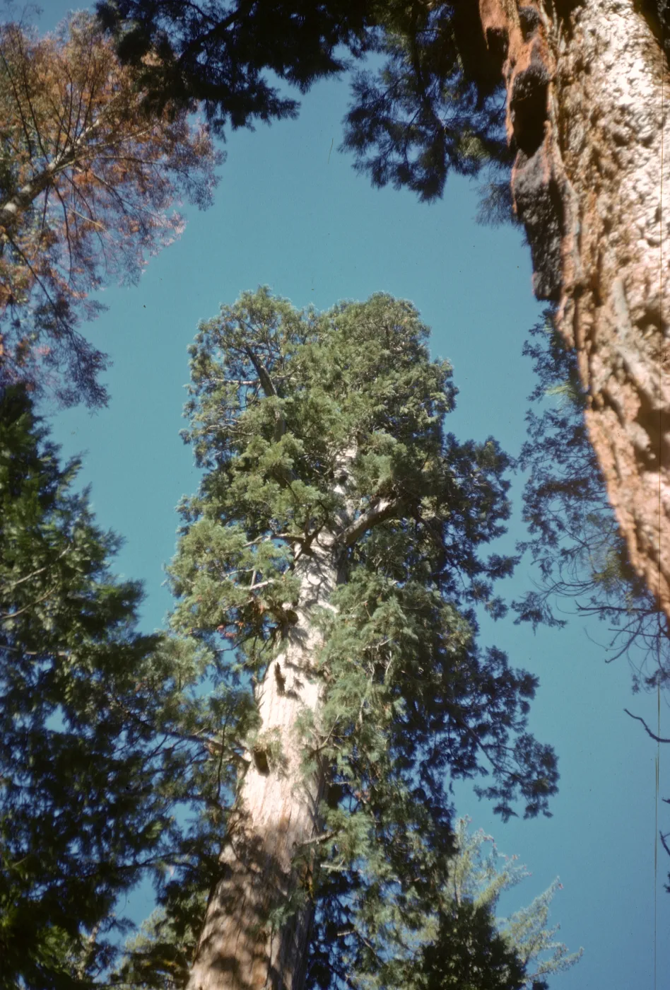 Camp Nelson, Big Trees