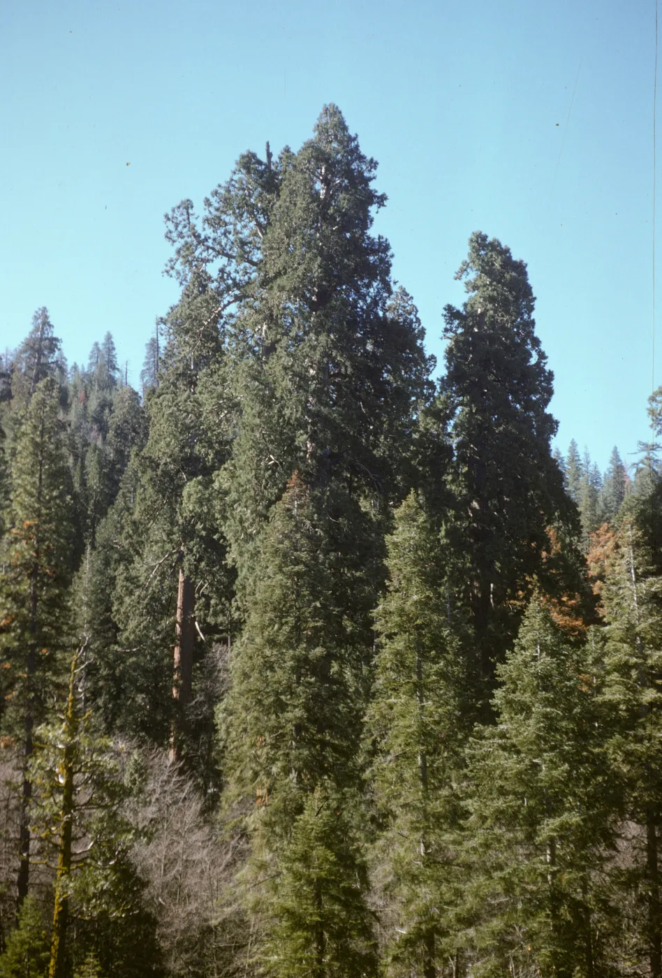 Camp Nelson, Sequoia