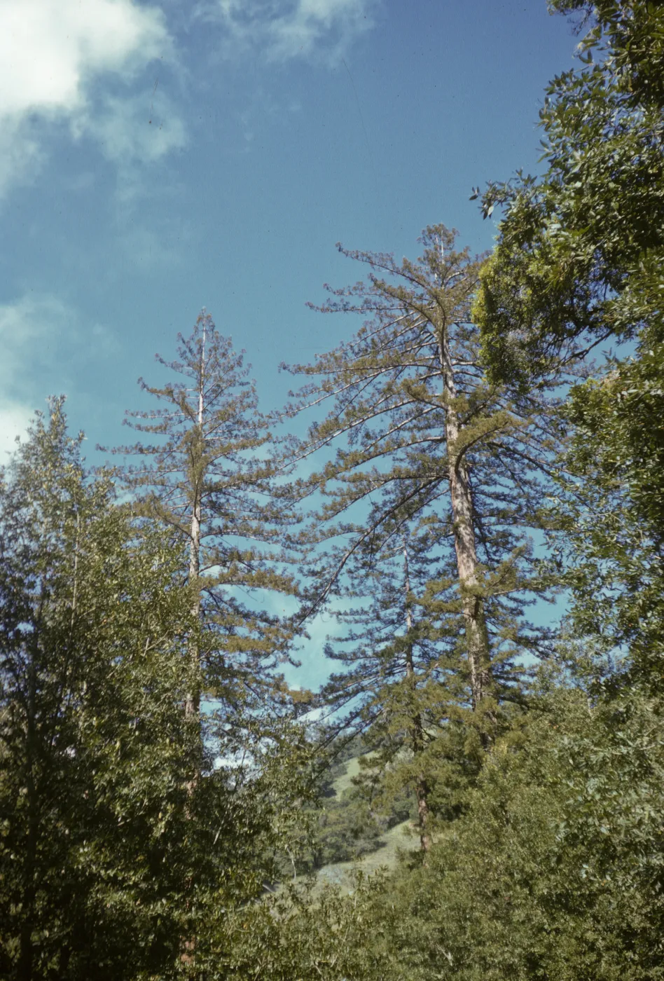 Sequoia sempervirens