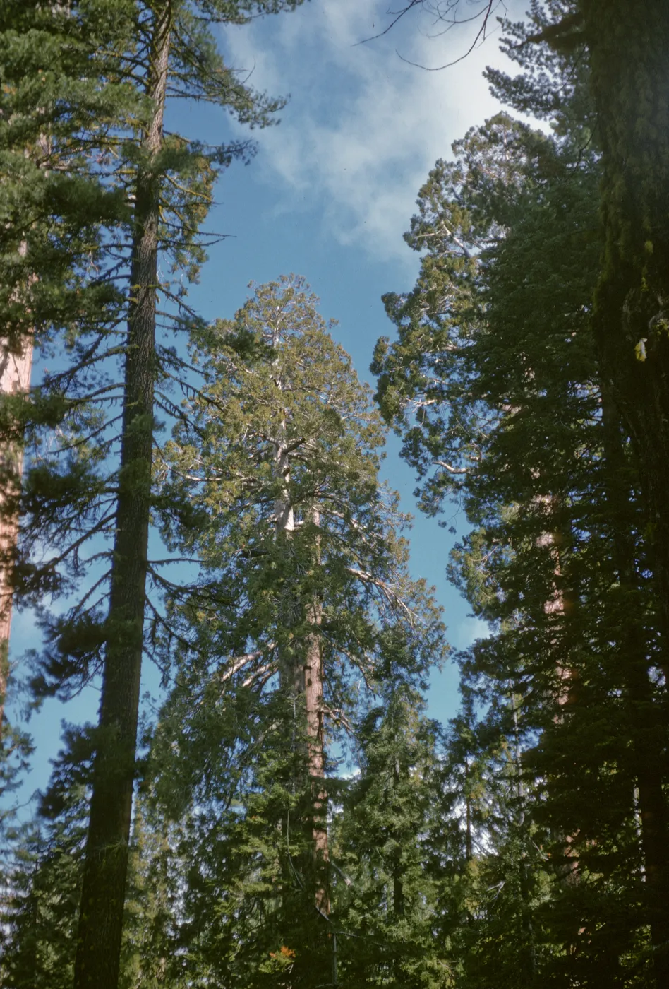 Sequoia, rounded top