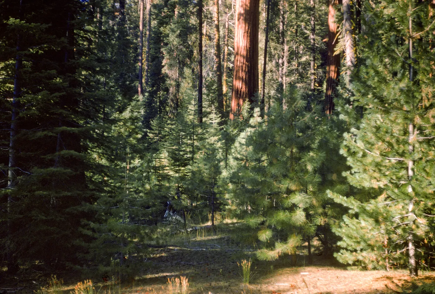 Giant sequoia