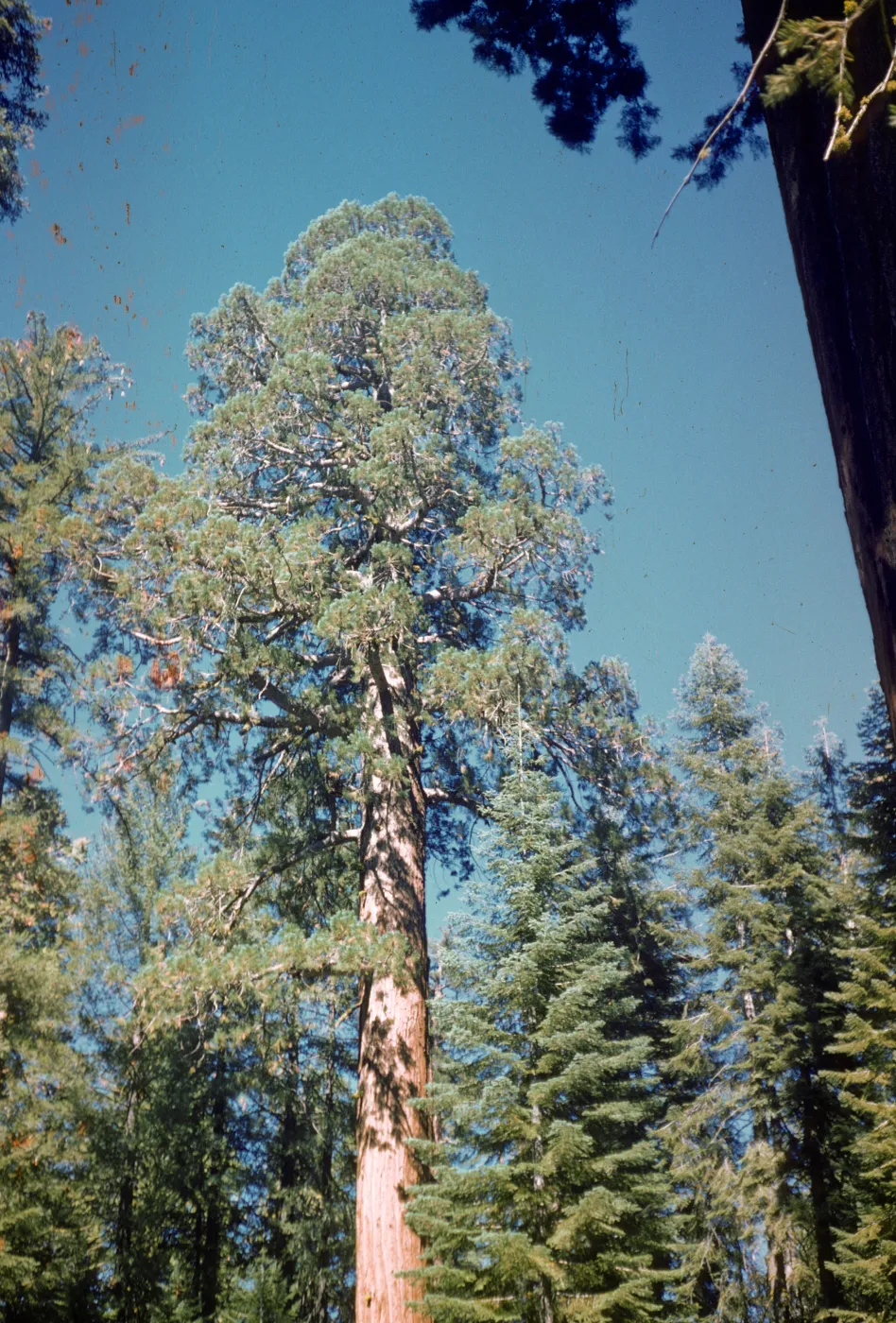 Giant sequoia