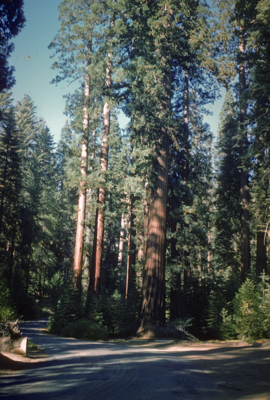 Giant sequoia