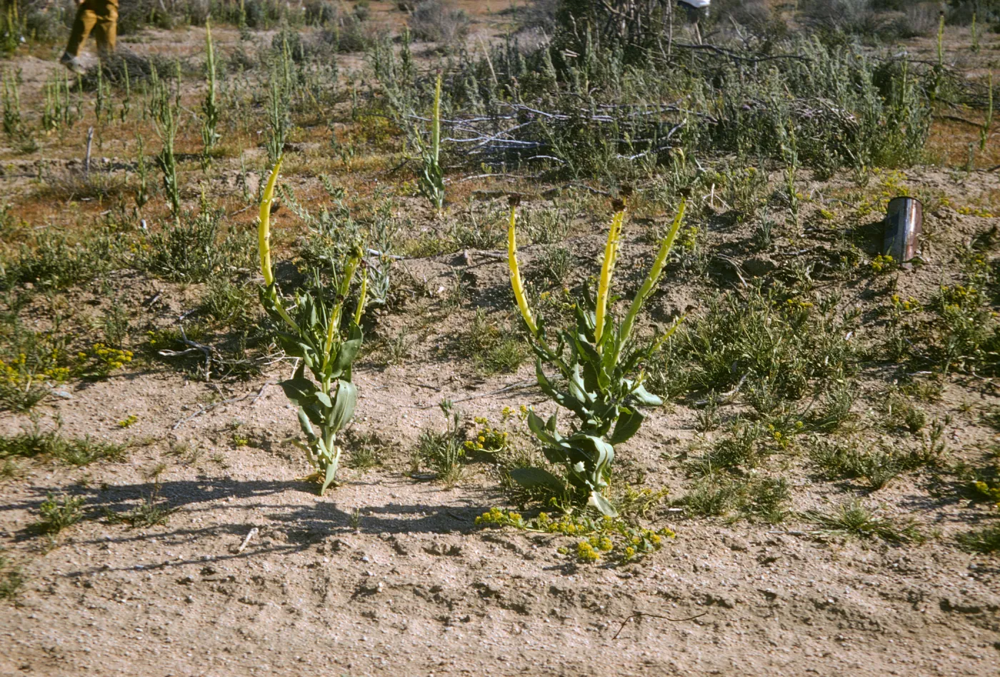 Caulanthus inflatus, Mojave, Desert Candle