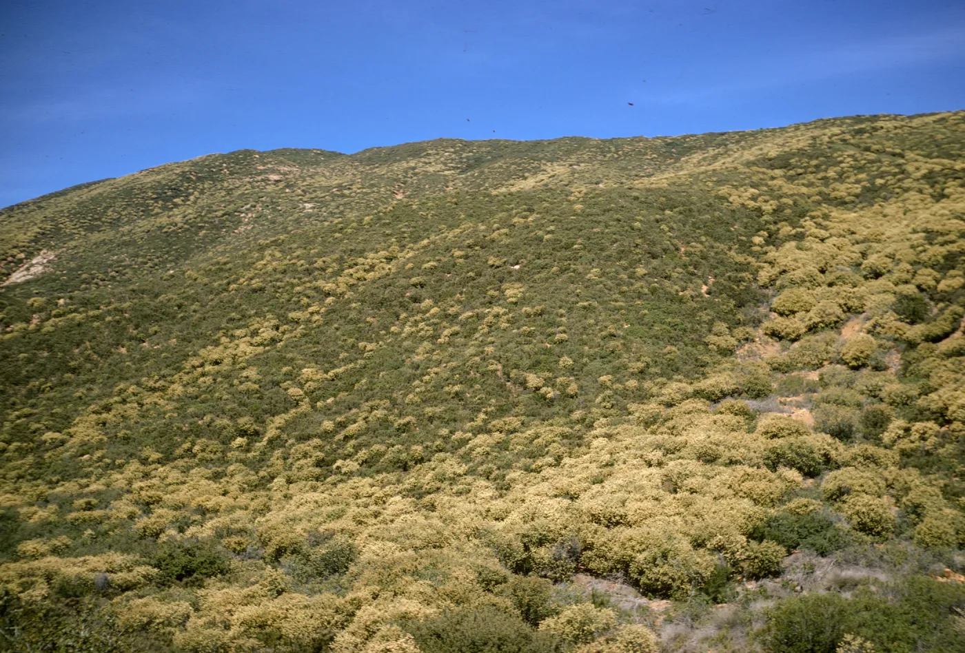 Ceanothus crassifolius, Sespe