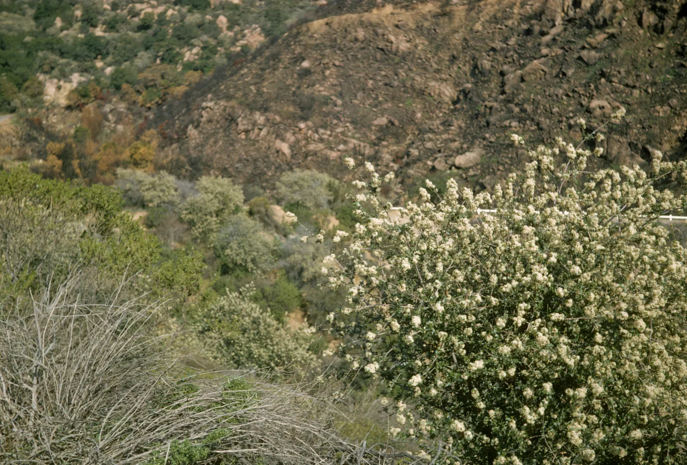 Ceanothus megacarpus