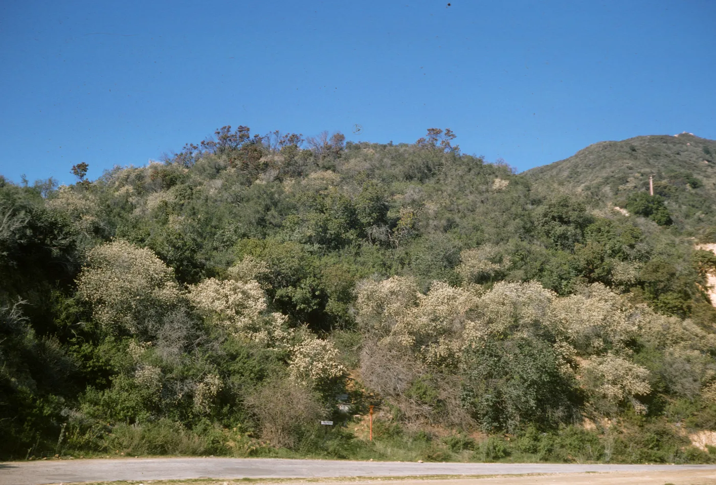 Ceanothus megacarpus, San Marcos Pass