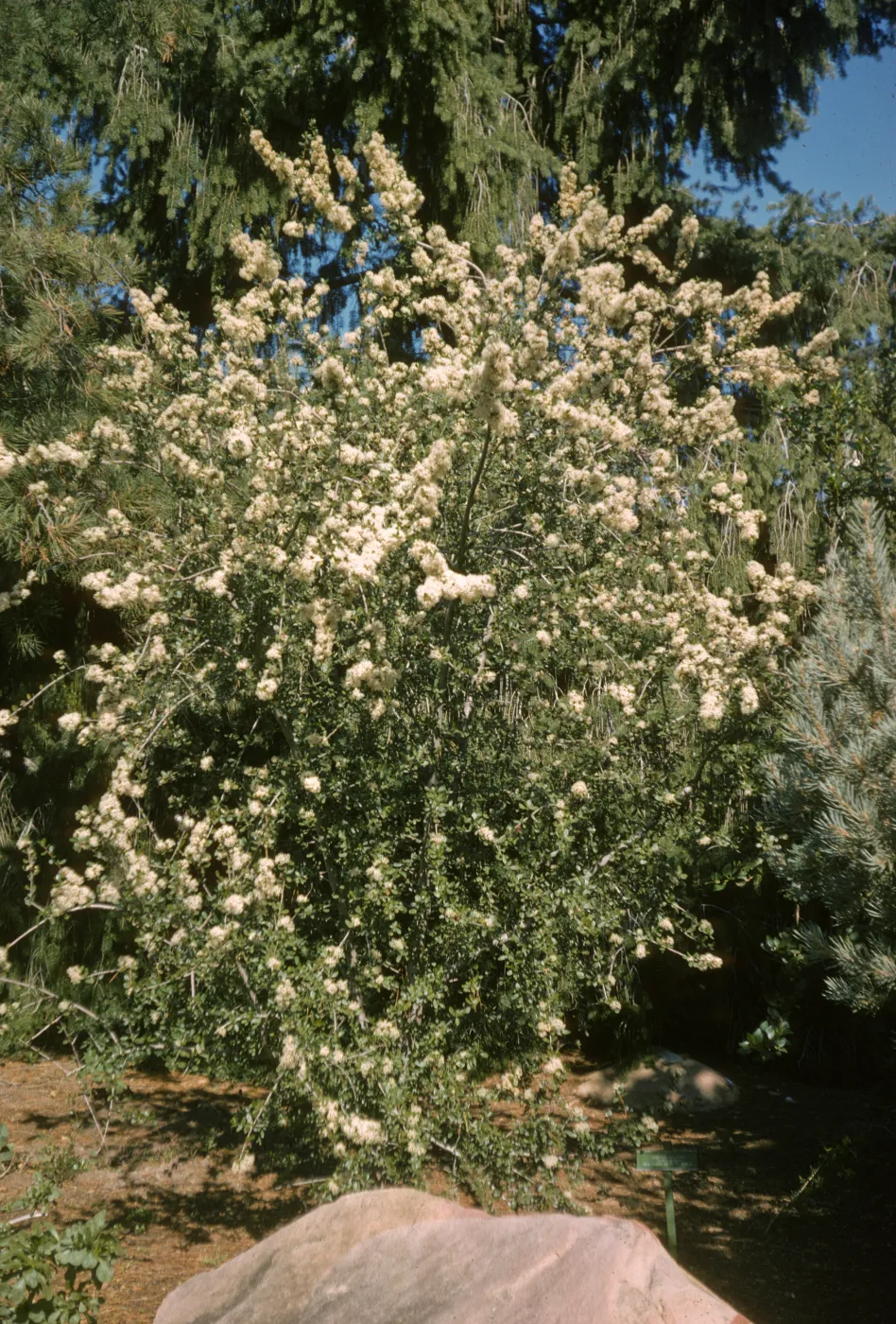Ceanothus megacarpus var. pendula
