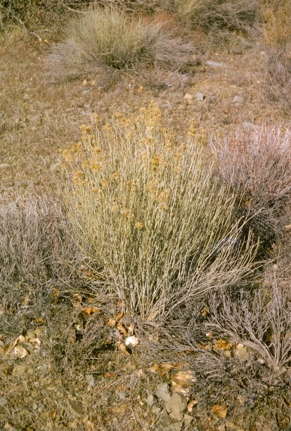 Chrysothamnos, Sespe