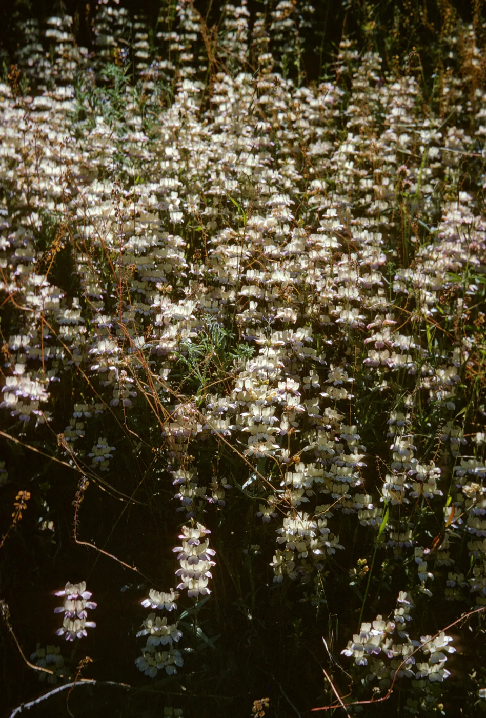 Collinsia heterophylla