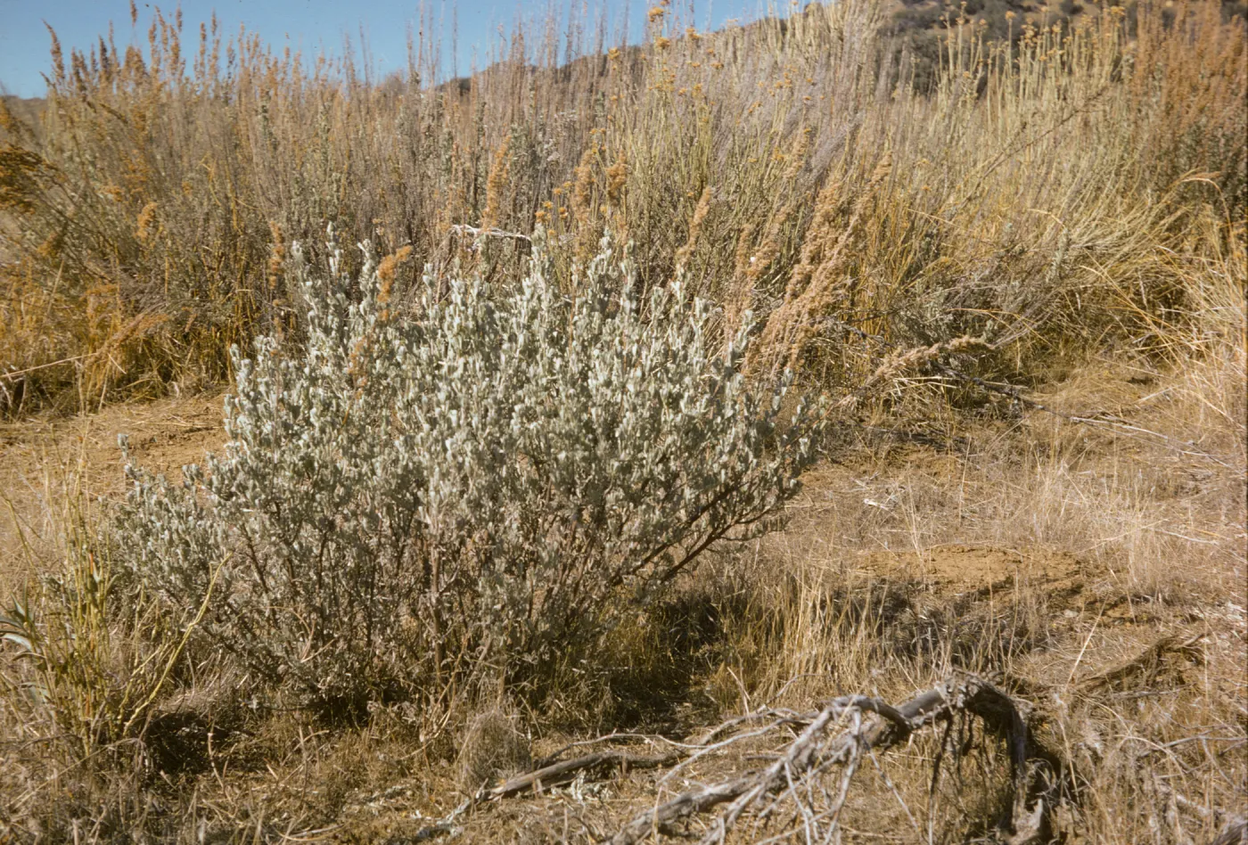Artemisia tridentata, Sespe