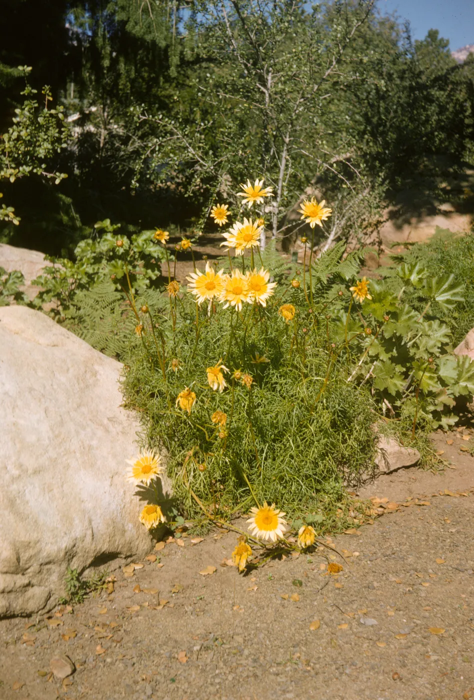 Coreopsis maritima