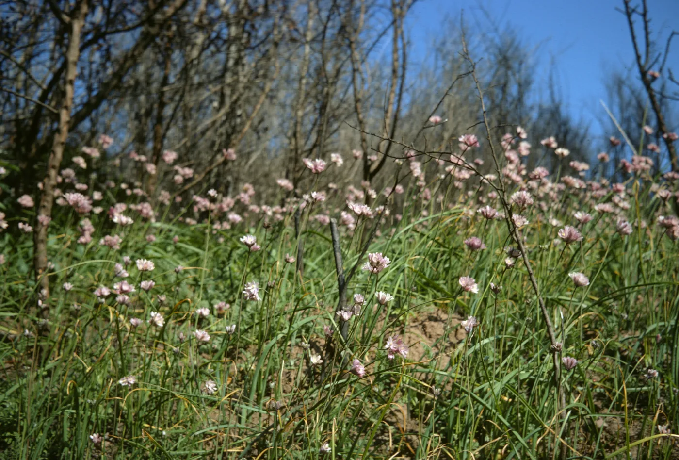 Dichelostemma pulchella