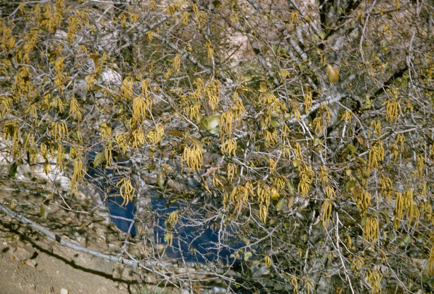 Alnus rhombifolia, Sespe