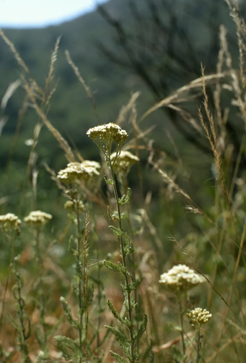 Achillea borealis subsp. californica
