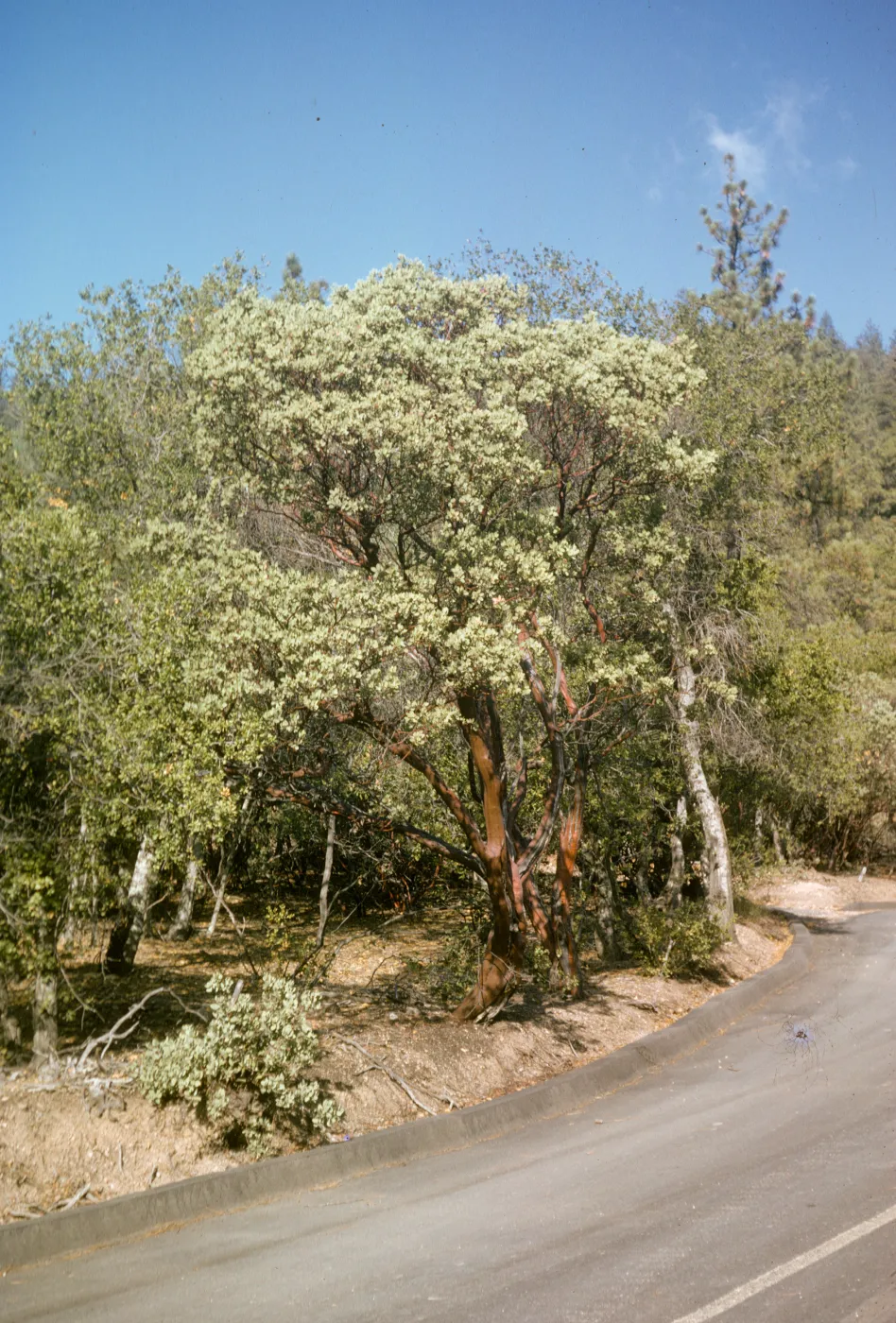 Arbutus menziesii
