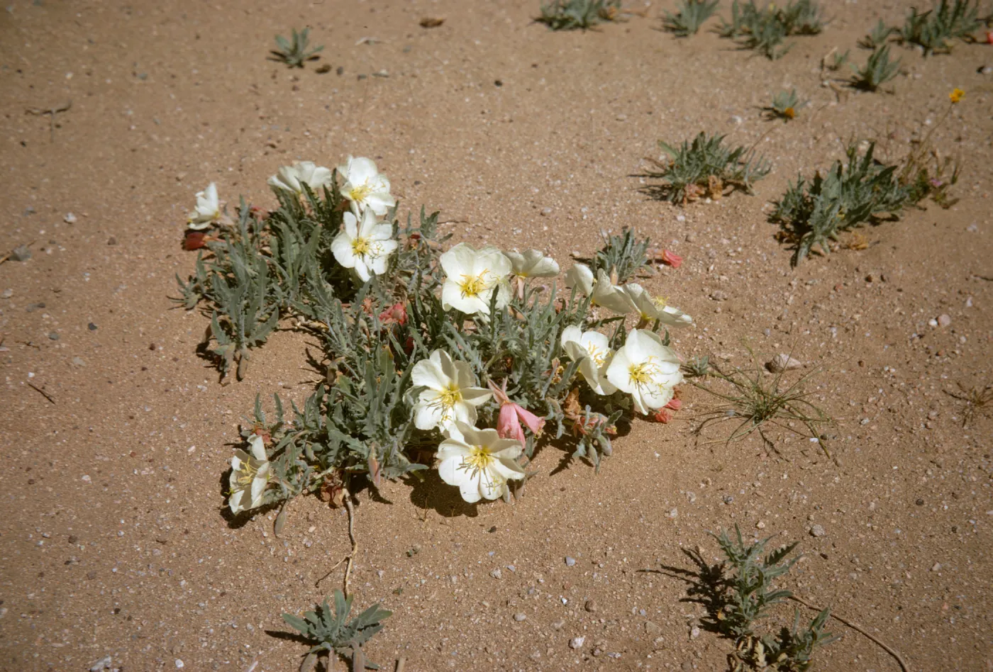 Oenothera, Mojave