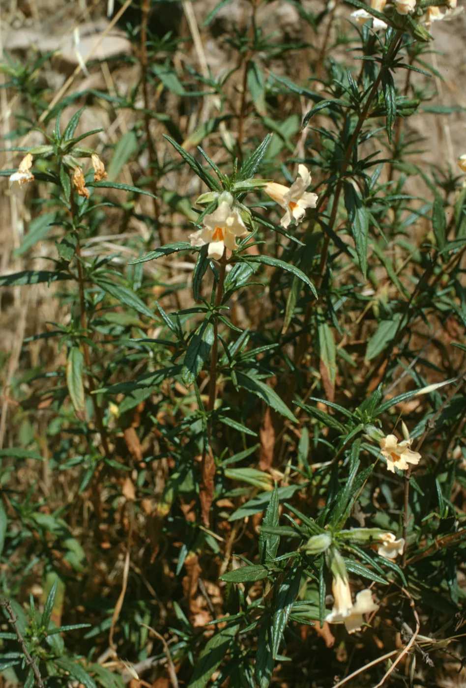 Diplacus longiflorus