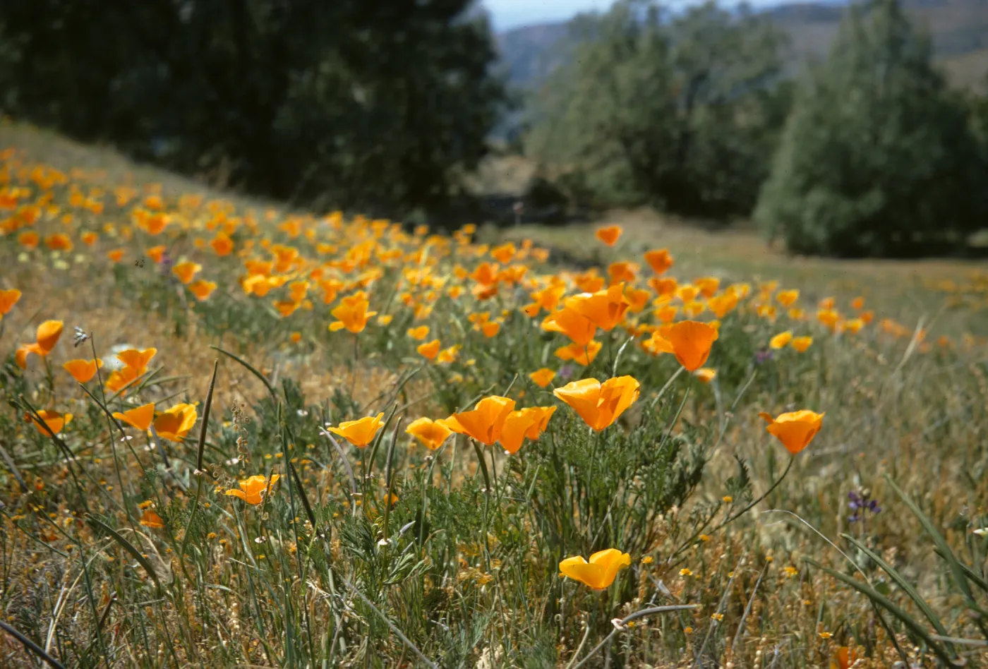 Poppies