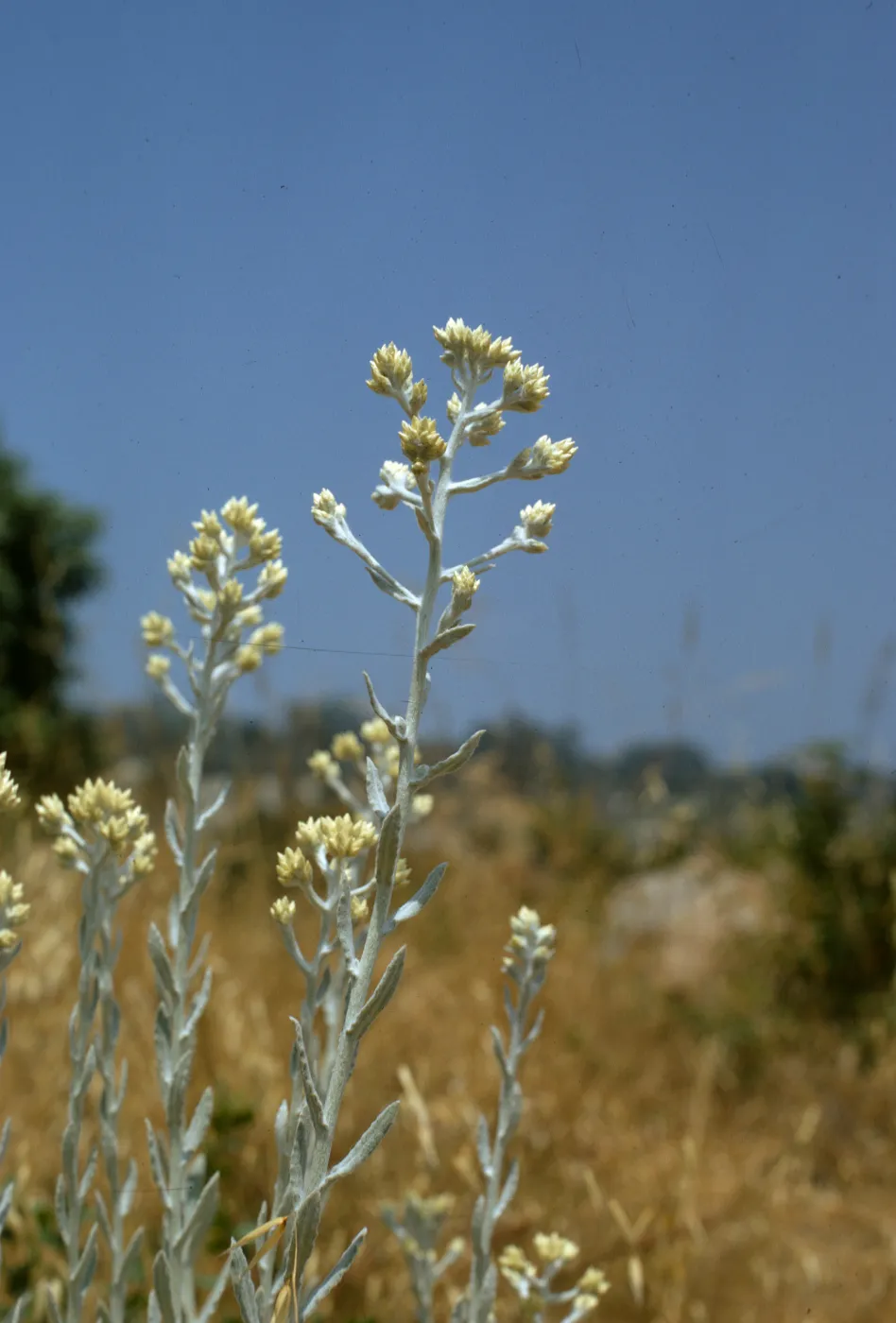 Gnaphalium microcephalum