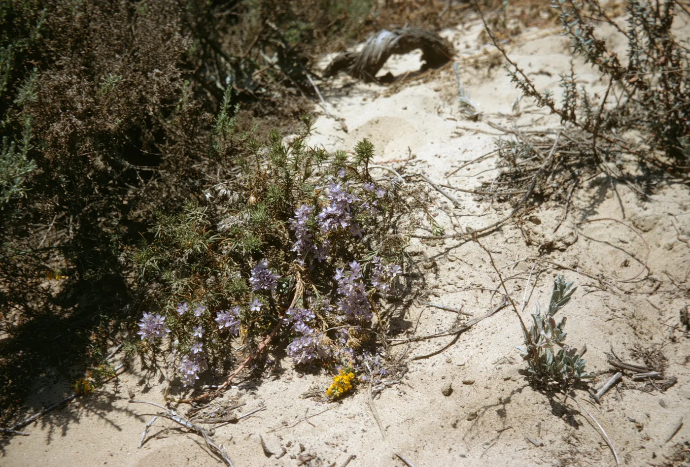 Eriastrum, Oso Flaco