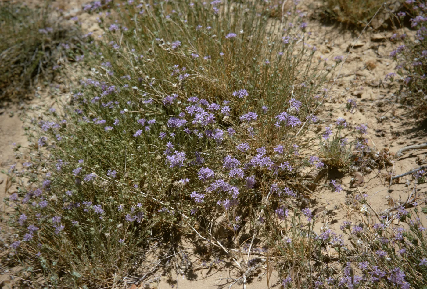 Eriastrum, Sespe