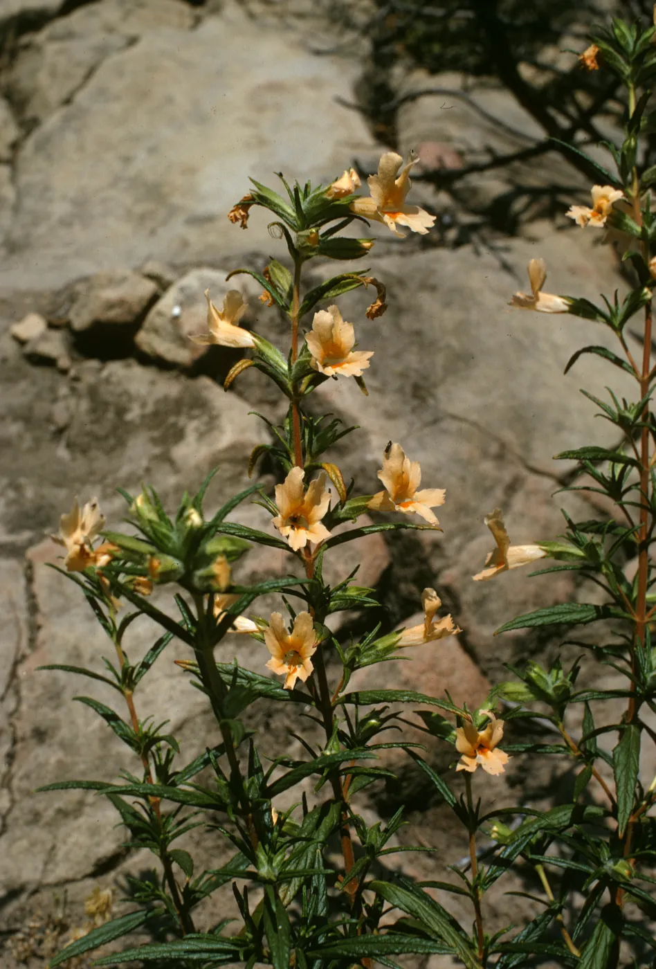 Mimulus longiflorus, Rattlesnake Canyon
