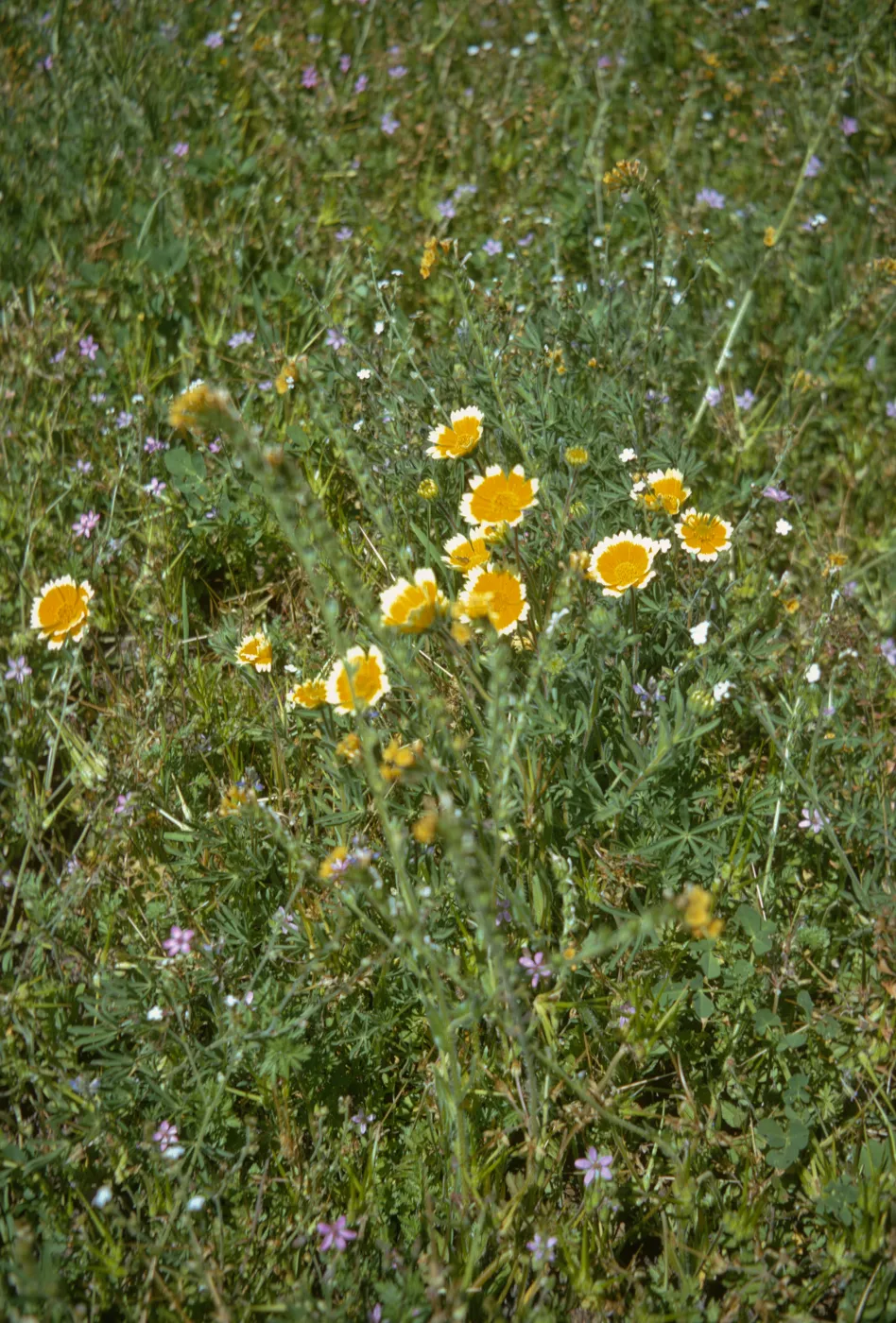 Layia platyglossa