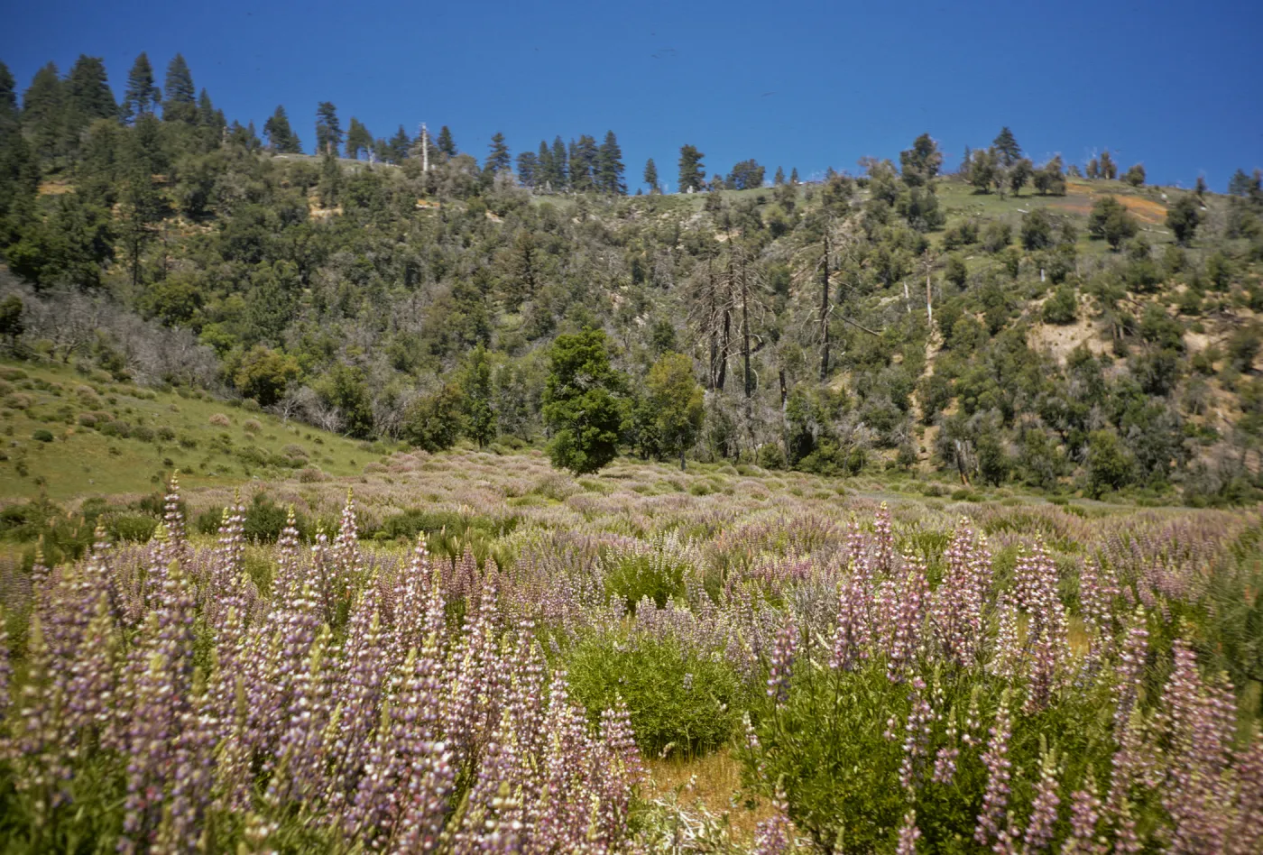 Lupinus albifrons