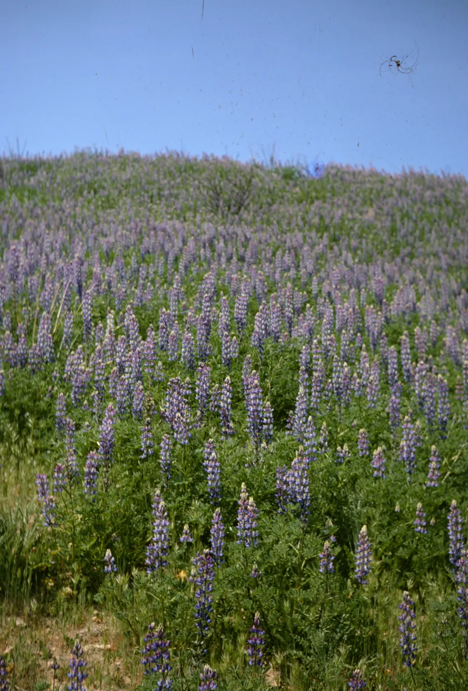 Lupinus succulentus, Malibu Canyon