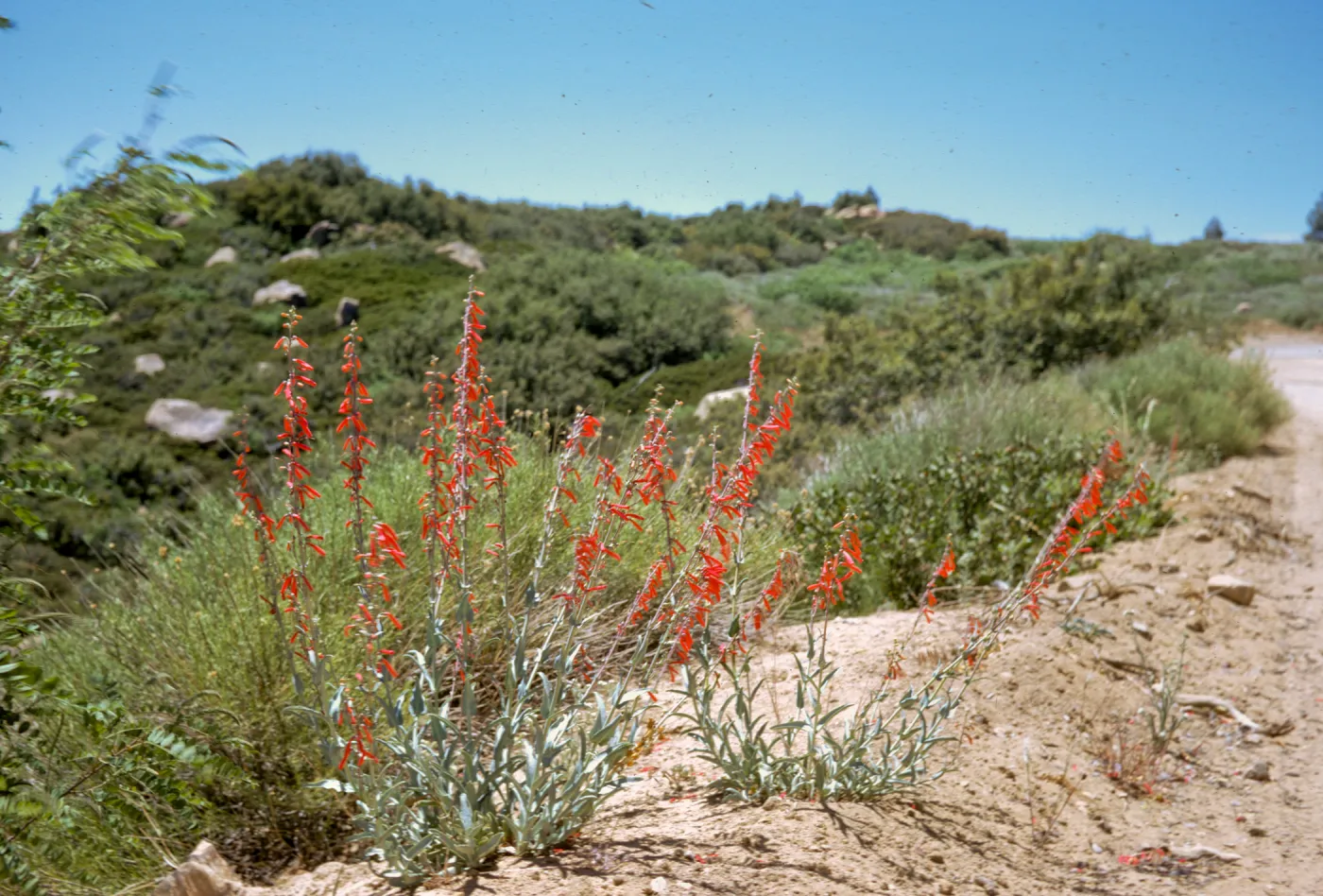 Penstemon centranthifolius, Sespe