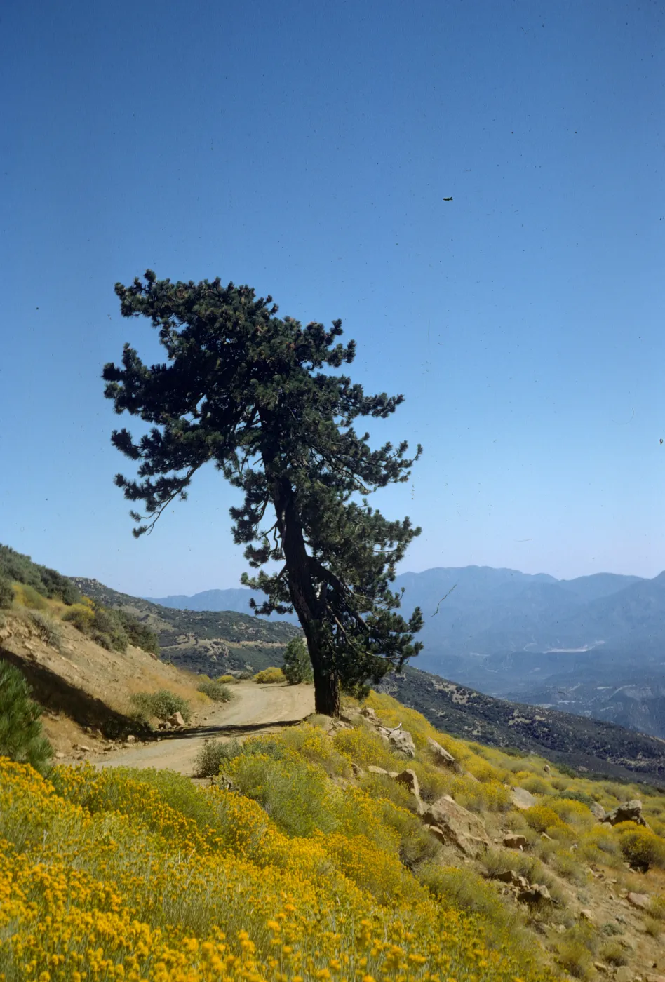 Pinus jeffreyi, Reyes Peak