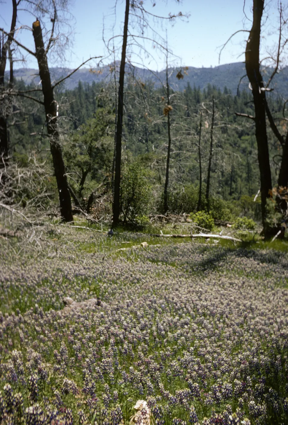 Pinus coulteri