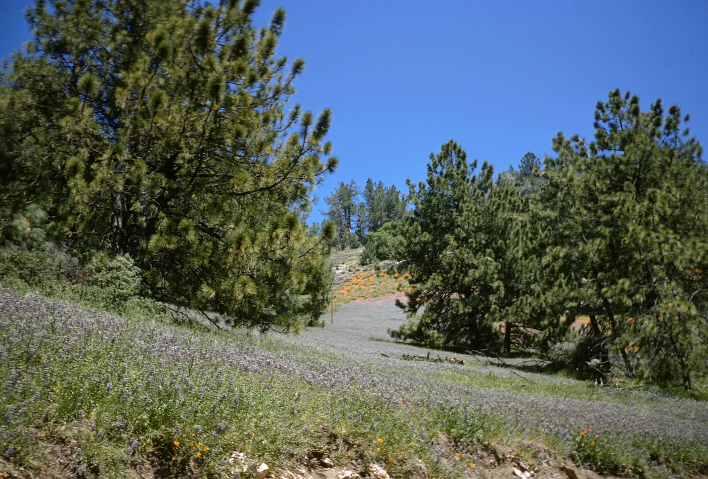 Pinus coulteri