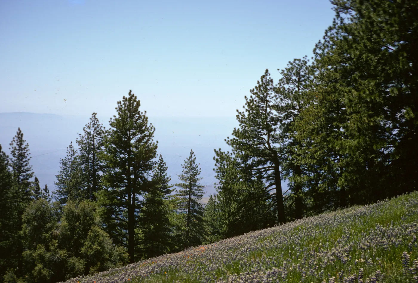 Pinus coulteri