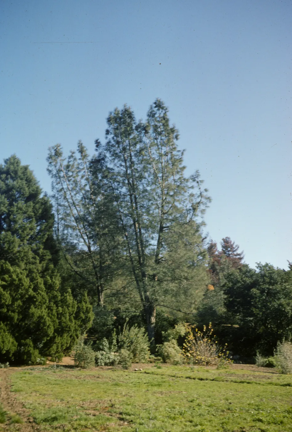 Pinus sabiniana