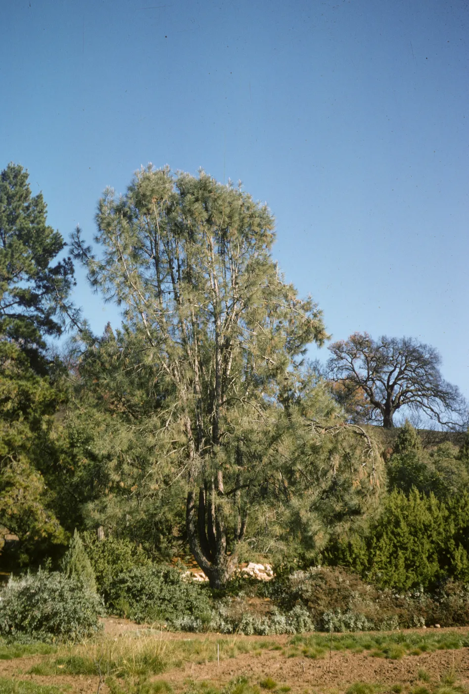 Pinus sabiniana