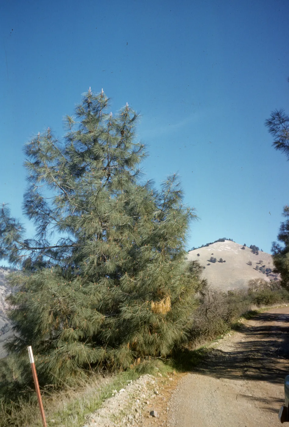 Pinus sabiniana, Figueroa