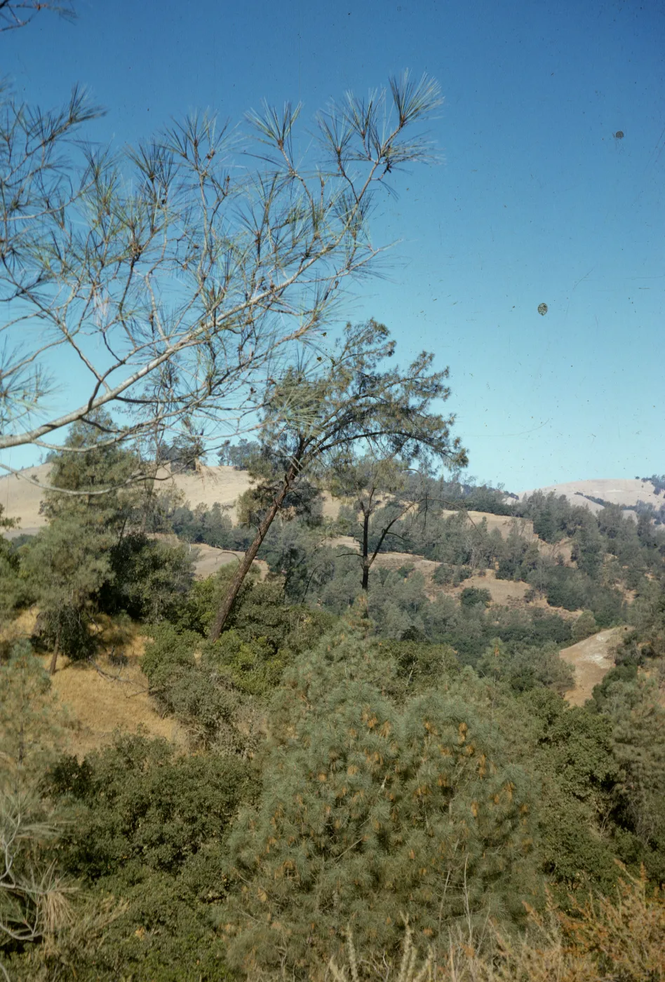 Pinus sabiniana, Figueroa