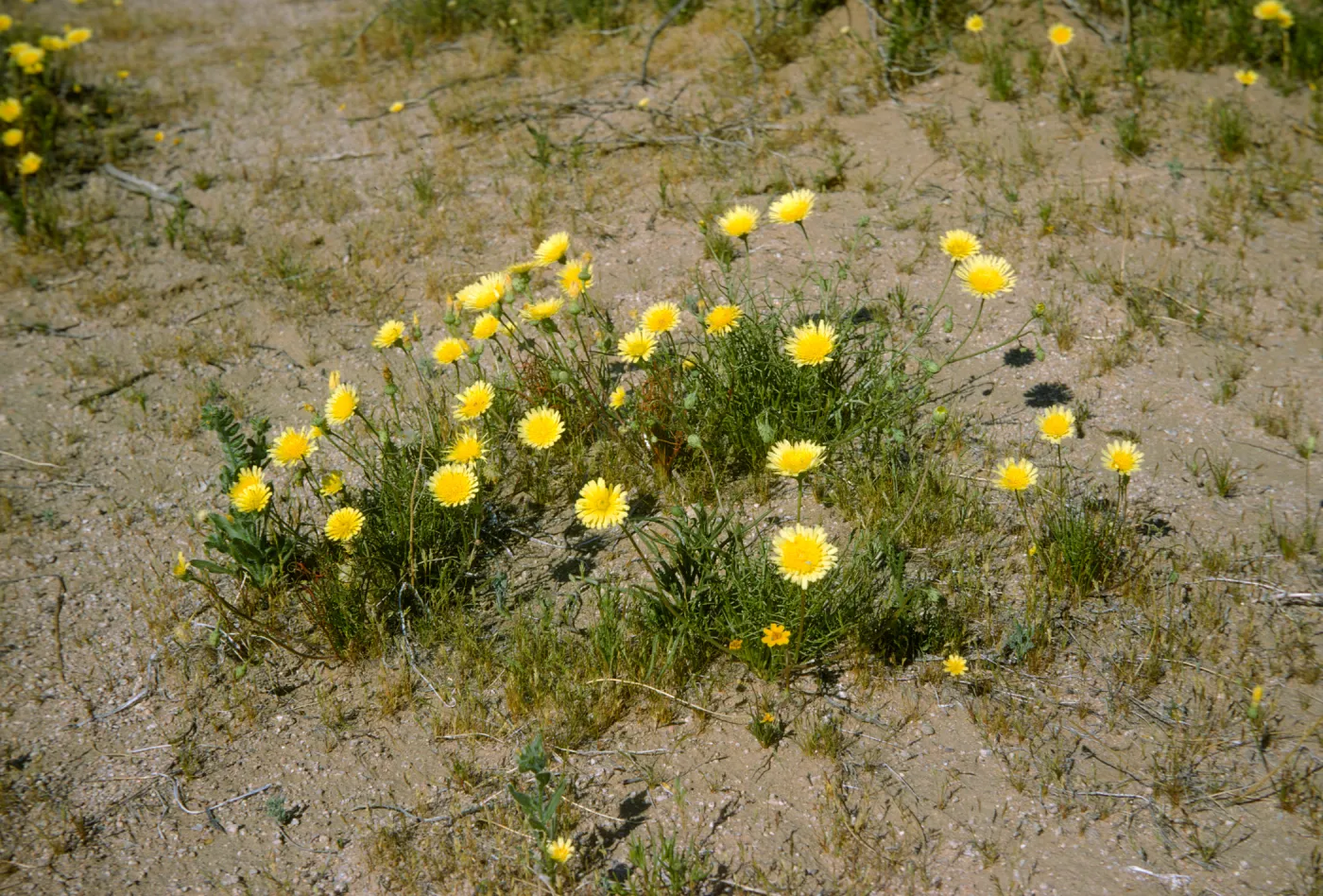 Malacothrix, Mojave