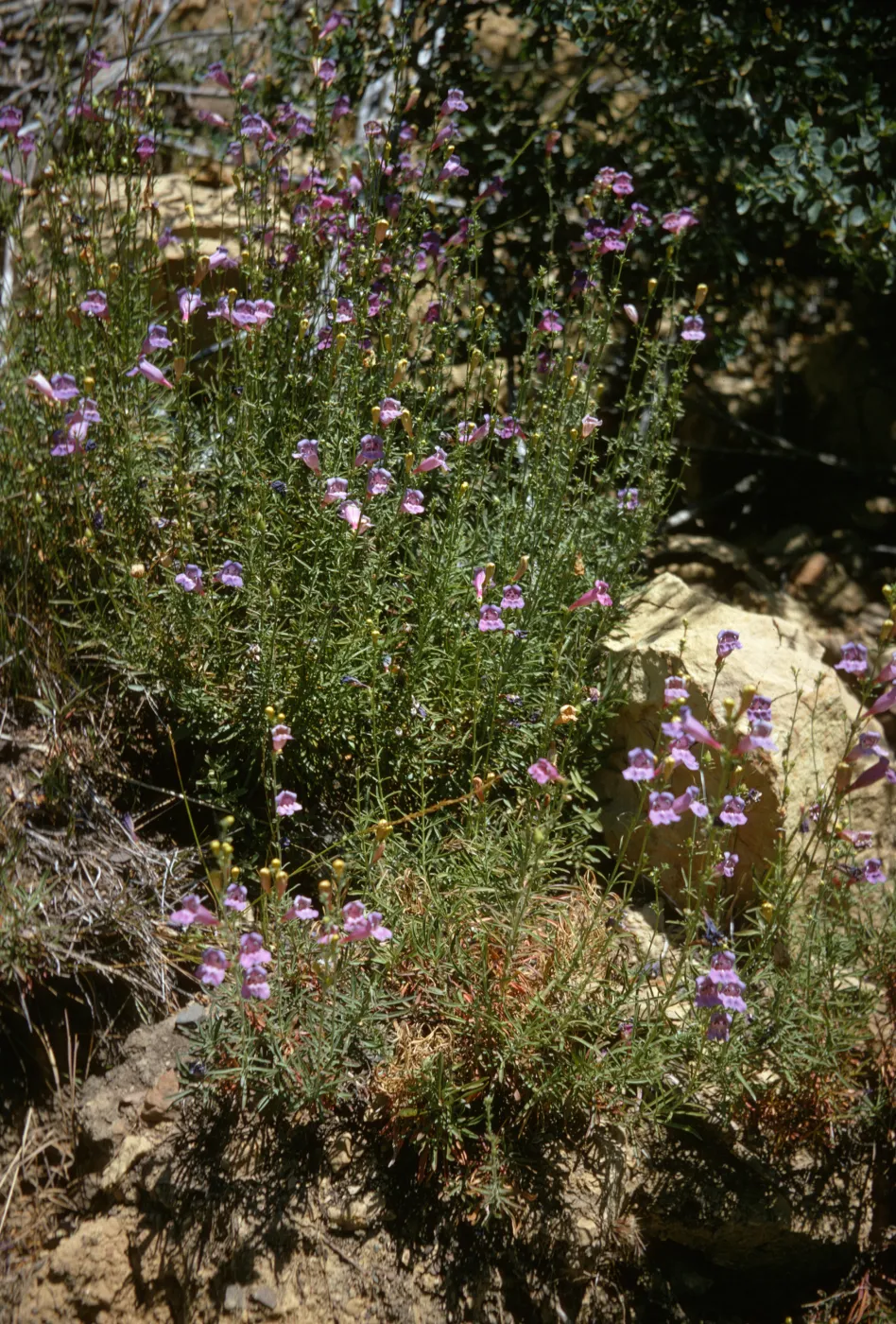 Pensteman, Sespe