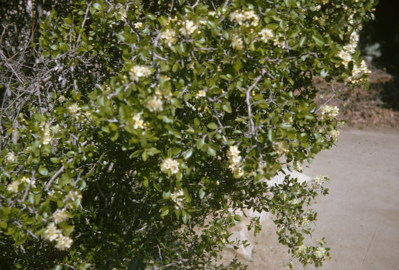 Prunus fremontii
