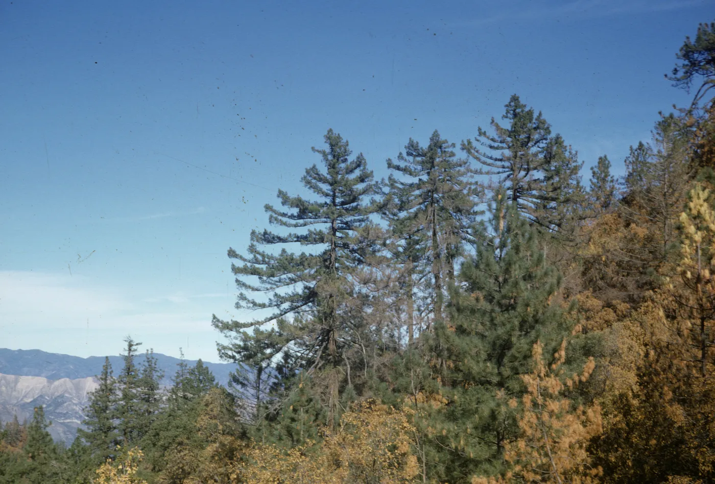 Bigcone Spruce, Figueroa