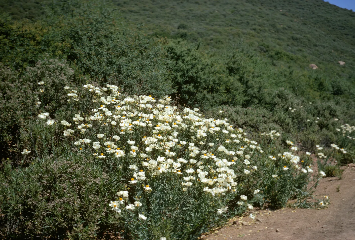 Romneya coulteri, Sespe
