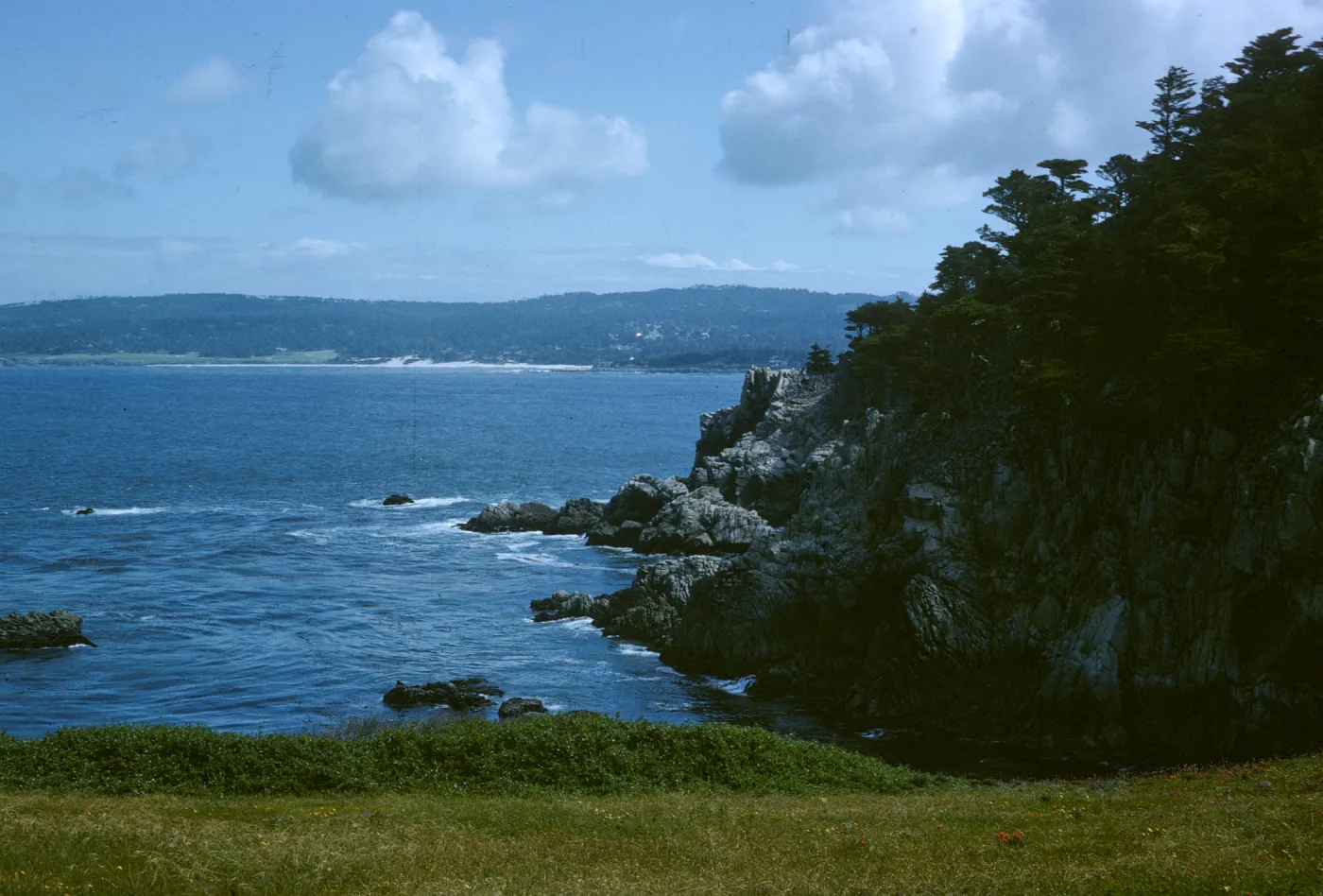 Monterey Pine
