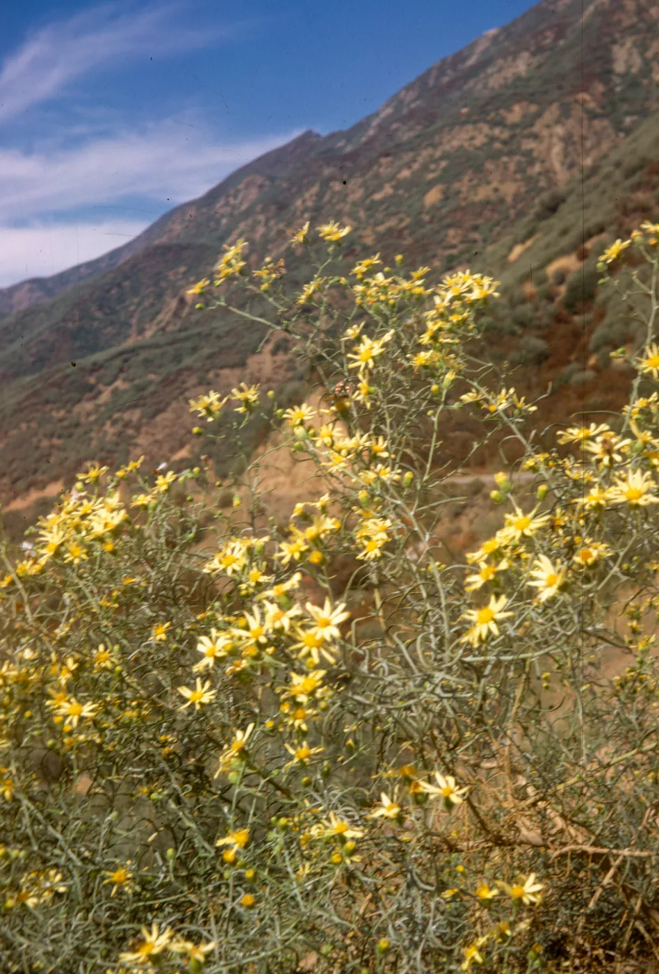Senecio douglasii